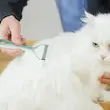 شانه گره باز کن سگ و گربه Pets Open-knot Comb سایز کوچک