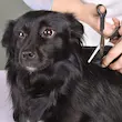 قیچی پیتاژ سگ و گربه Pet Grooming Tools