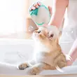 برس ماساژ حمام سیلیکونی سگ و گربه مدل مخزن دار