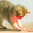 قلاده لیزردار گربه Pet Laser Collar