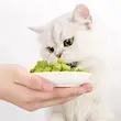 تشویقی علف گربه