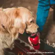 قمقمه سگ و گربه