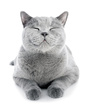 خمیر آرامش بخش گربه جیم کت Gim Cat مدل ریلکس Relax Paste ضد استرس وزن 50 گرم