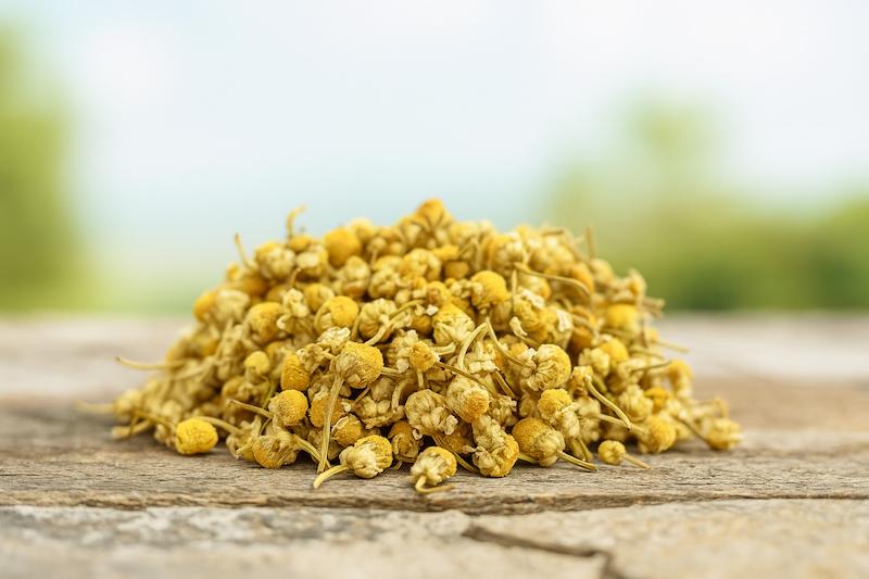بابونه چشم گاوی