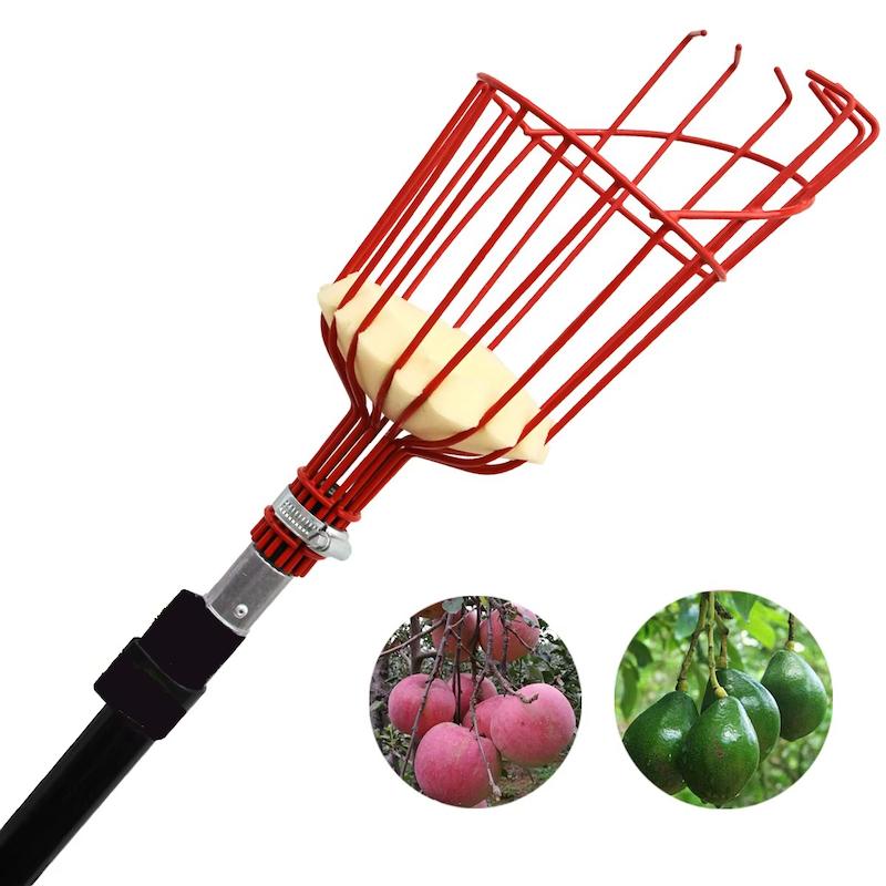 ميوه چين سبدي