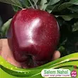 RED APPLE