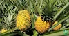 اناناس