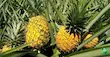 اناناس