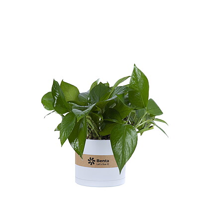 گیاه پتوس Epipremnum aureum