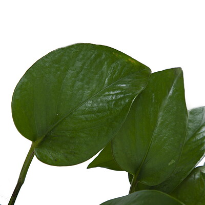 گیاه پتوس Epipremnum aureum