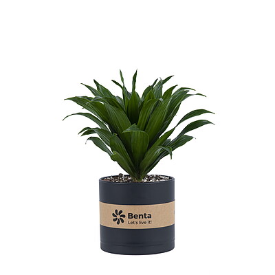 دراسنا کامپکت Dracaena Compacta