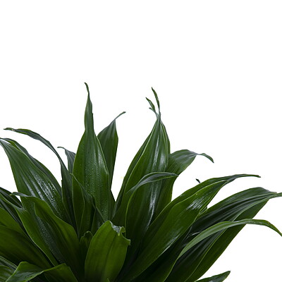 دراسنا کامپکت Dracaena Compacta