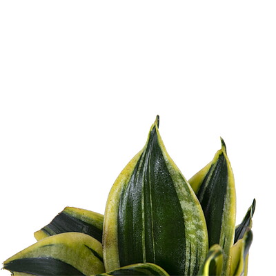 سانسوریا پاکوتاه ابلق Sansevieria Trifasciata hahnii