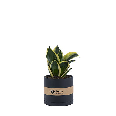 سانسوریا پاکوتاه ابلق Sansevieria Trifasciata hahnii