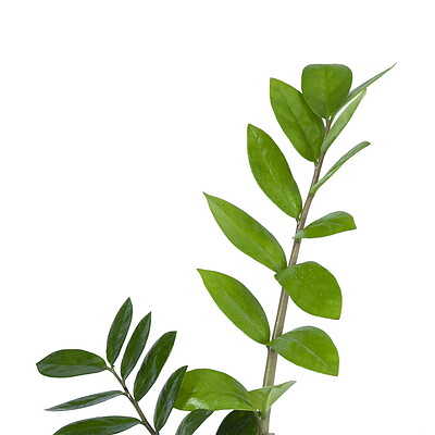 زامیفولیا (زاموفیلیا) Zamioculcas Zamiifolia