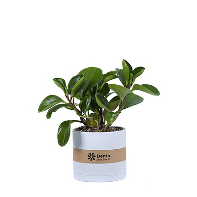 گیاه قاشقی Peperomia magnoliiaefolia