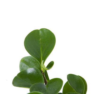 گیاه قاشقی Peperomia magnoliiaefolia