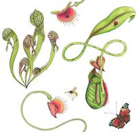 Carnivorous plants