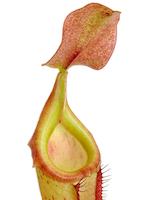 Carnivorous plants
