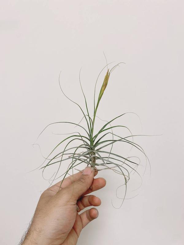 گیاه هوازی چارلیس