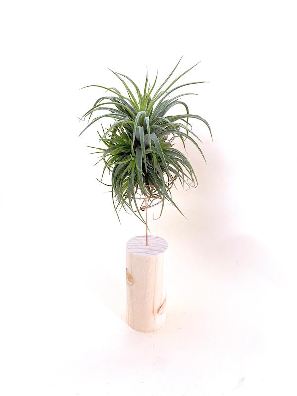 هوای ایونانتا پاجوش دار بزرگ با پایه چوبی ۲