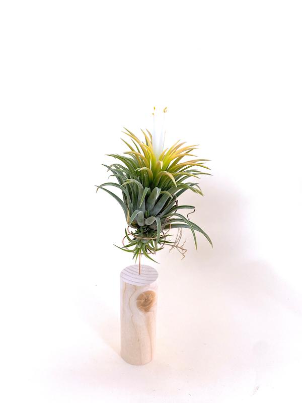 هوازی ایونانتا روبا گلدار ۳