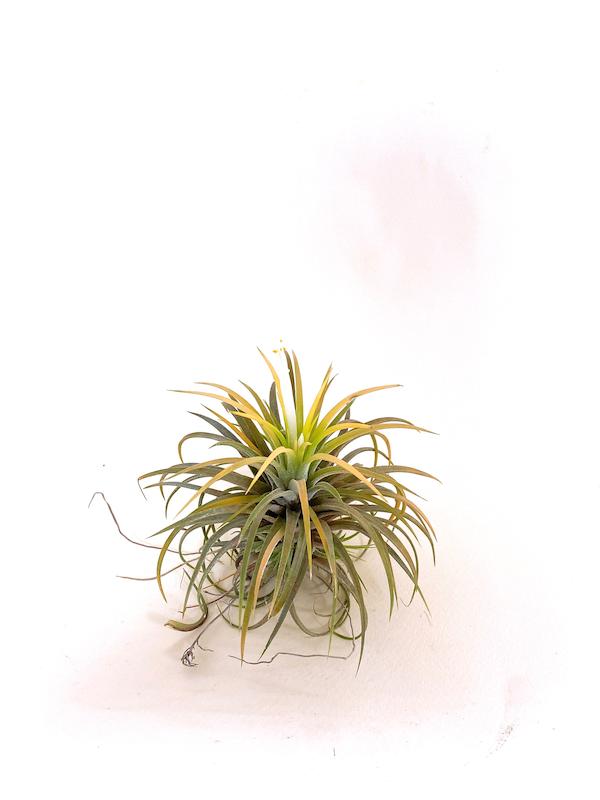 هوازی ایونانتا دیریود گل زرد