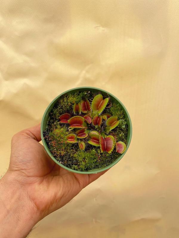 ونوس سایز 10