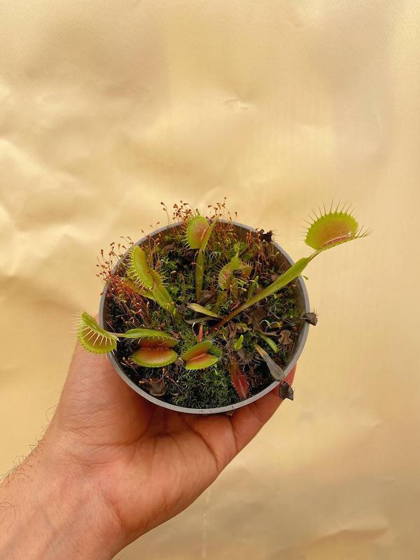 ونوس سایز 10