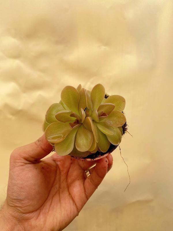 برگ چسبی حشره خوار سایز 7