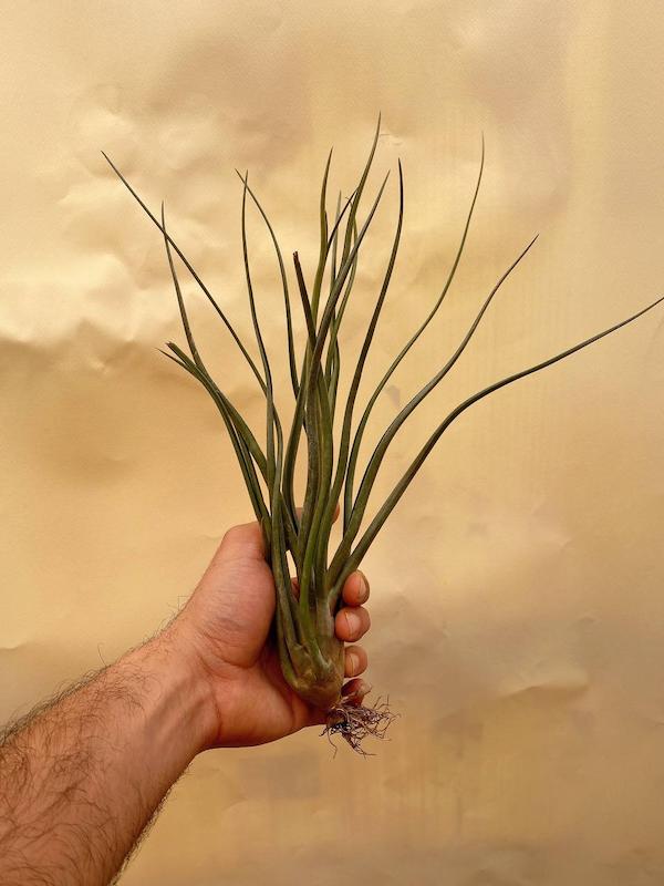 هوازی جونسیا