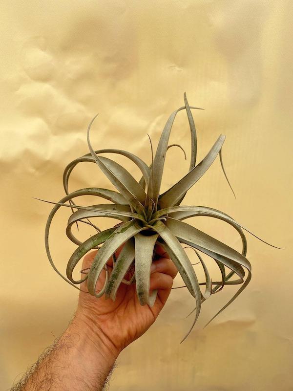 هوزای زیروگرافیکا