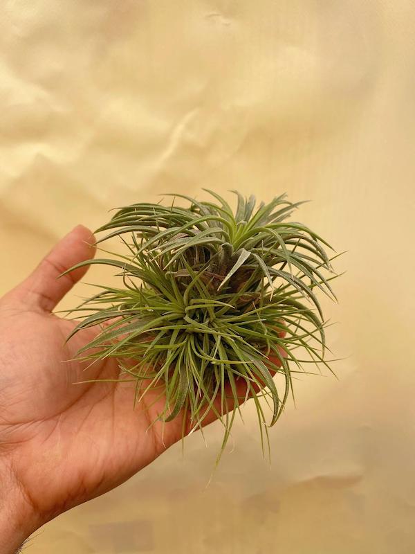 هوازی آیونانتا دسته ای 