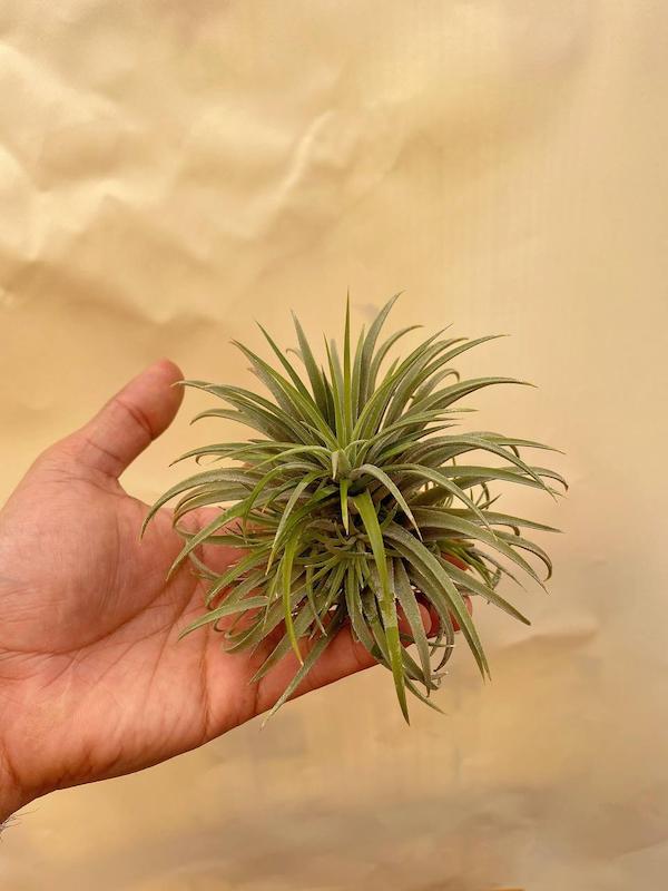 هوازی ایونانا پاجوش دار بزرگ