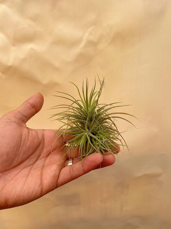 هوازی ایونانتا متوسط  پاجوش دار 