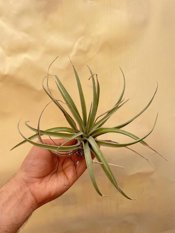 هوازی کاپیتا سیلور 