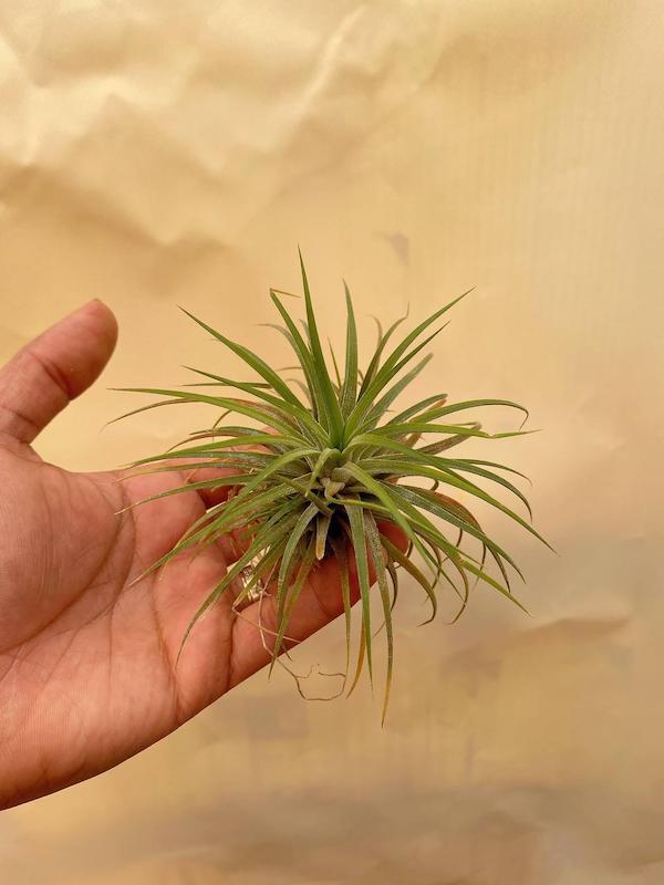 هوازی ایونانتا