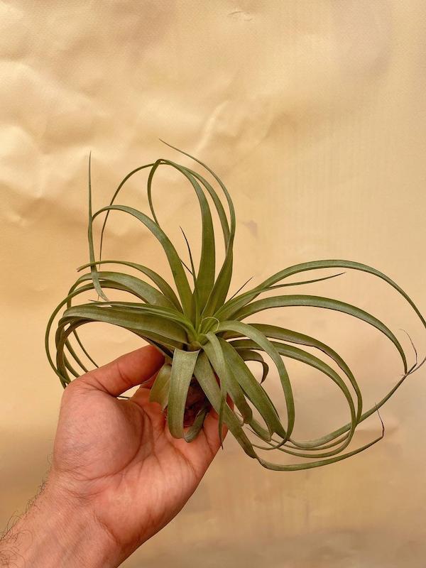 هوازی کاپوت هیبرید