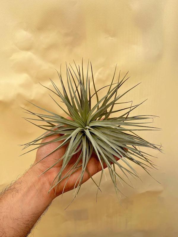 هوازی هاستون