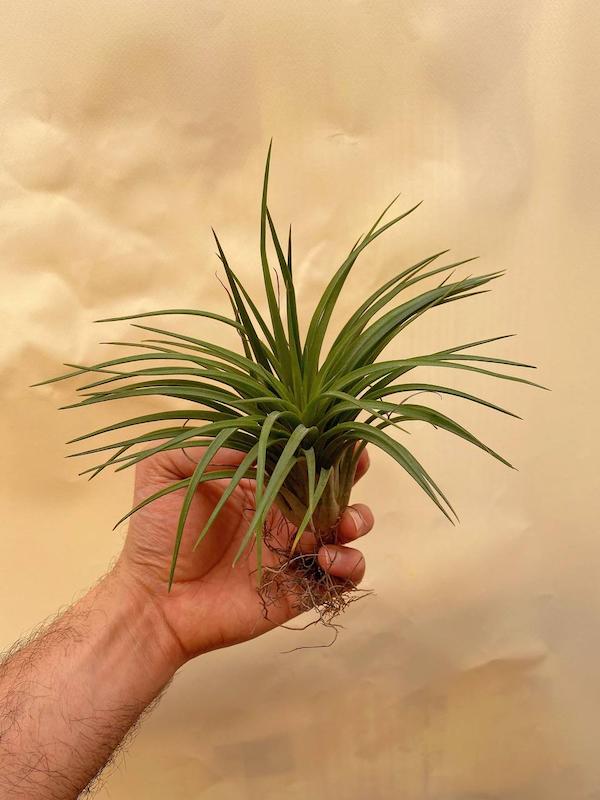 هوازی کیلوین