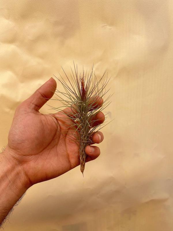 هوازی فانکیانا