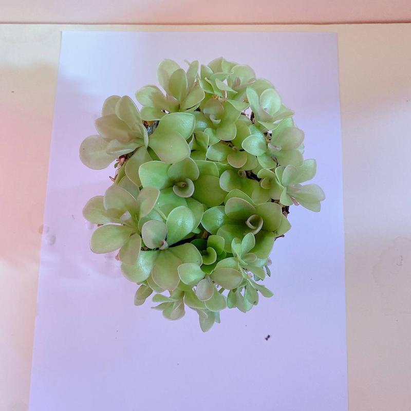 گیاه حشره خوار برگ چسبی 