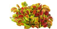 venus flytrap