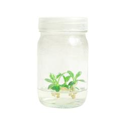tissue culture 