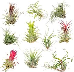 tillanthesia
