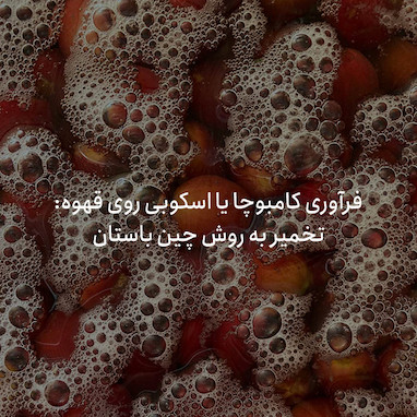  فرآوری کامبوچا روی قهوه؛ تخمیر به روش چین باستان