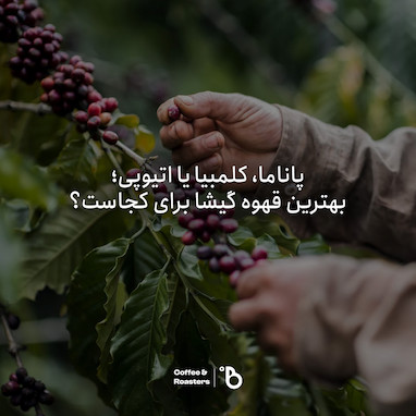 پاناما، کلمبیا یا اتیوپی: بهترین قهوه گیشا برای کجاست؟