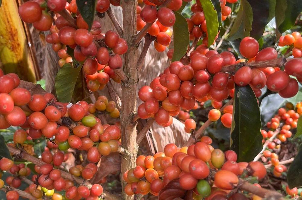 زیرگونه سیدرا بوربون