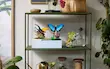 LEGO Ideas The Insect Collection 21342 لگو آیدیاز گالری حشرات شگفت‌انگیز