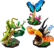 LEGO Ideas The Insect Collection 21342 لگو آیدیاز گالری حشرات شگفت‌انگیز